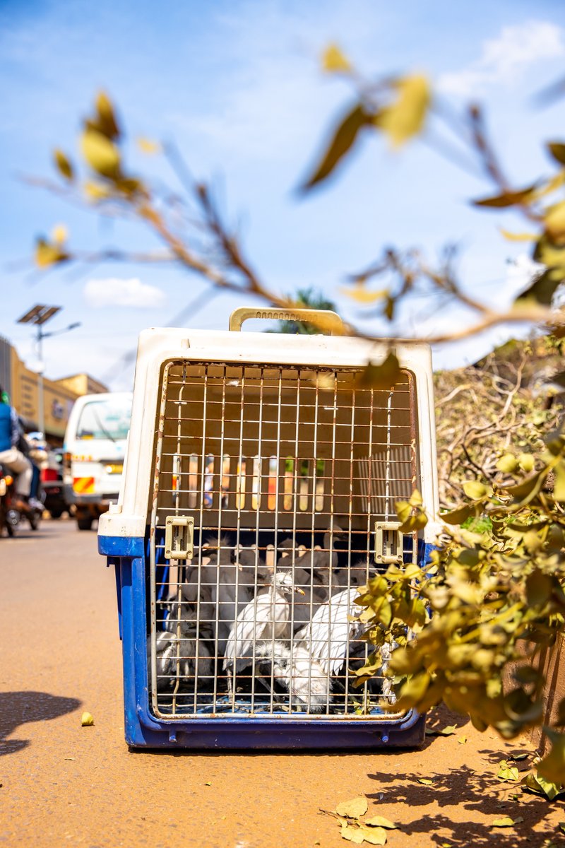 Kampala Capital City Authority (KCCA) tweet media