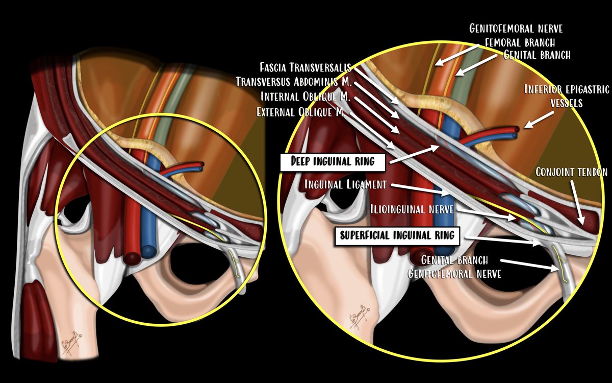 #mskrad