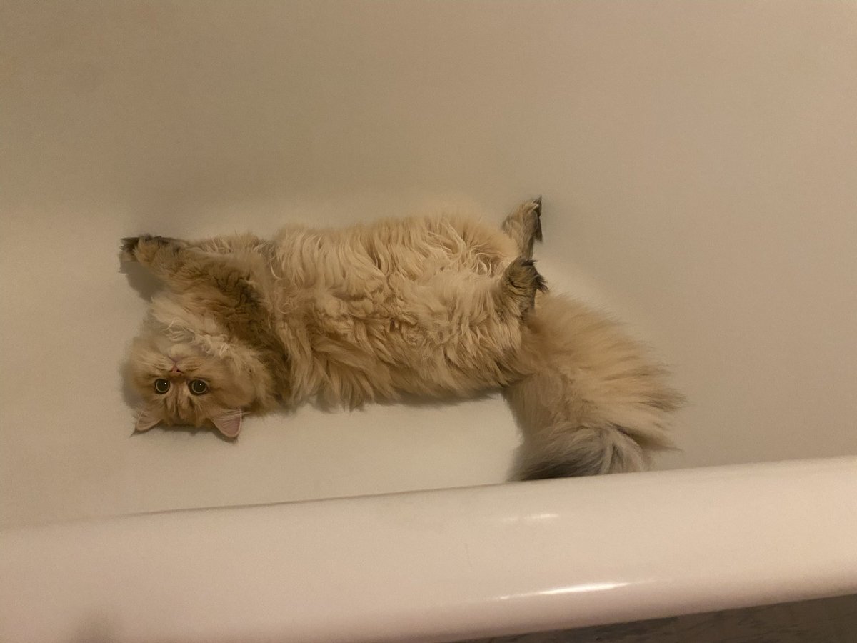 Mon humaine elle parle de moi et d’Yvette avec <a href="/AKTurnerauthor/">AK Turner 🖤</a> une super autrice de polars qui dit qu’on est des très beaux chats 😻
(Yvette fait la roue de contentement)