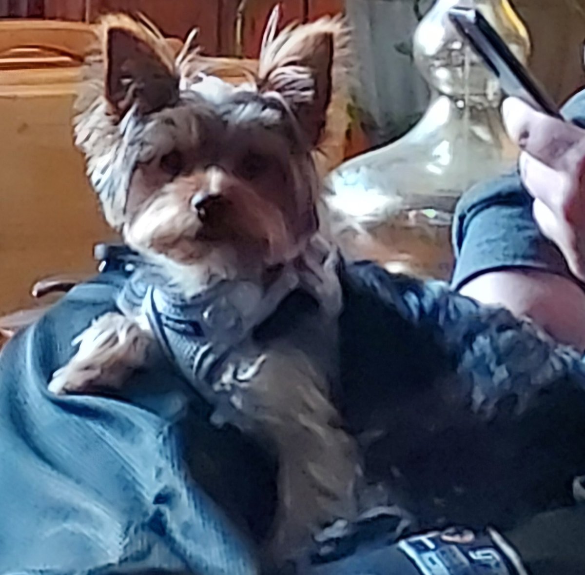 k_fellyfell's tweet photo. It's Lulus first birthday.  Everyone wish her a happy birthday, or I'm writing a scathing reddit post about you https://t.co/6P7Q1mDmA0