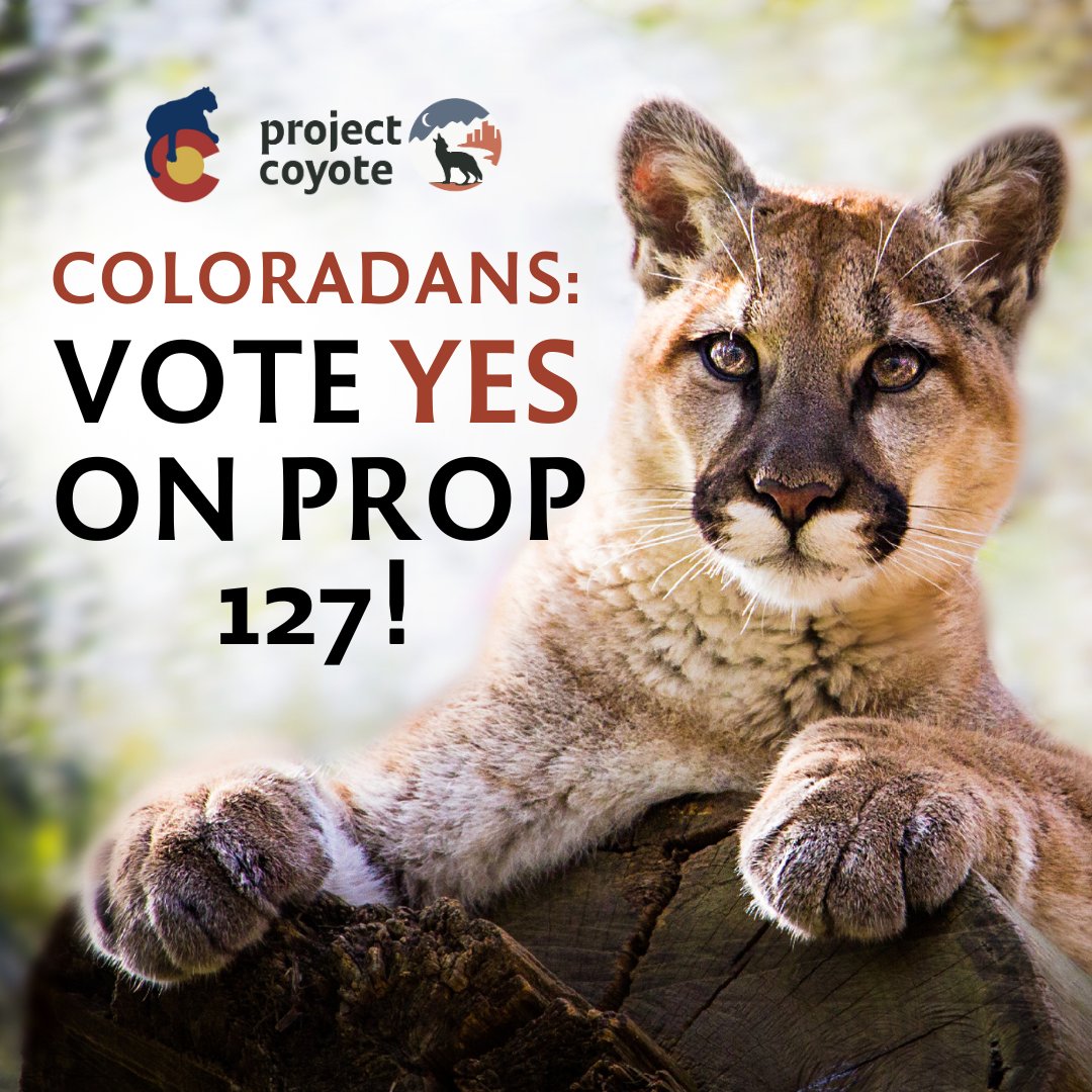 The lives of nearly 500 mountain lions and thousands of bobcats are inhumanely ended each year in #Colorado. Prop. 127 would protect mountain lions, bobcats, &amp; Canada Lynx from inhumane trophy hunting and fur trapping within the state. CatsArentTrophies.org

📷 Keli Hendricks