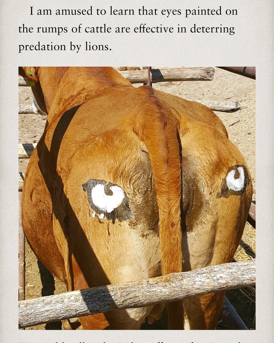 Who would've thought of painting eyes on a cow bum could save her from ferocious predators? Simply fascinating!

From "The Genetic Book of the Dead" by Richard Dawkins.