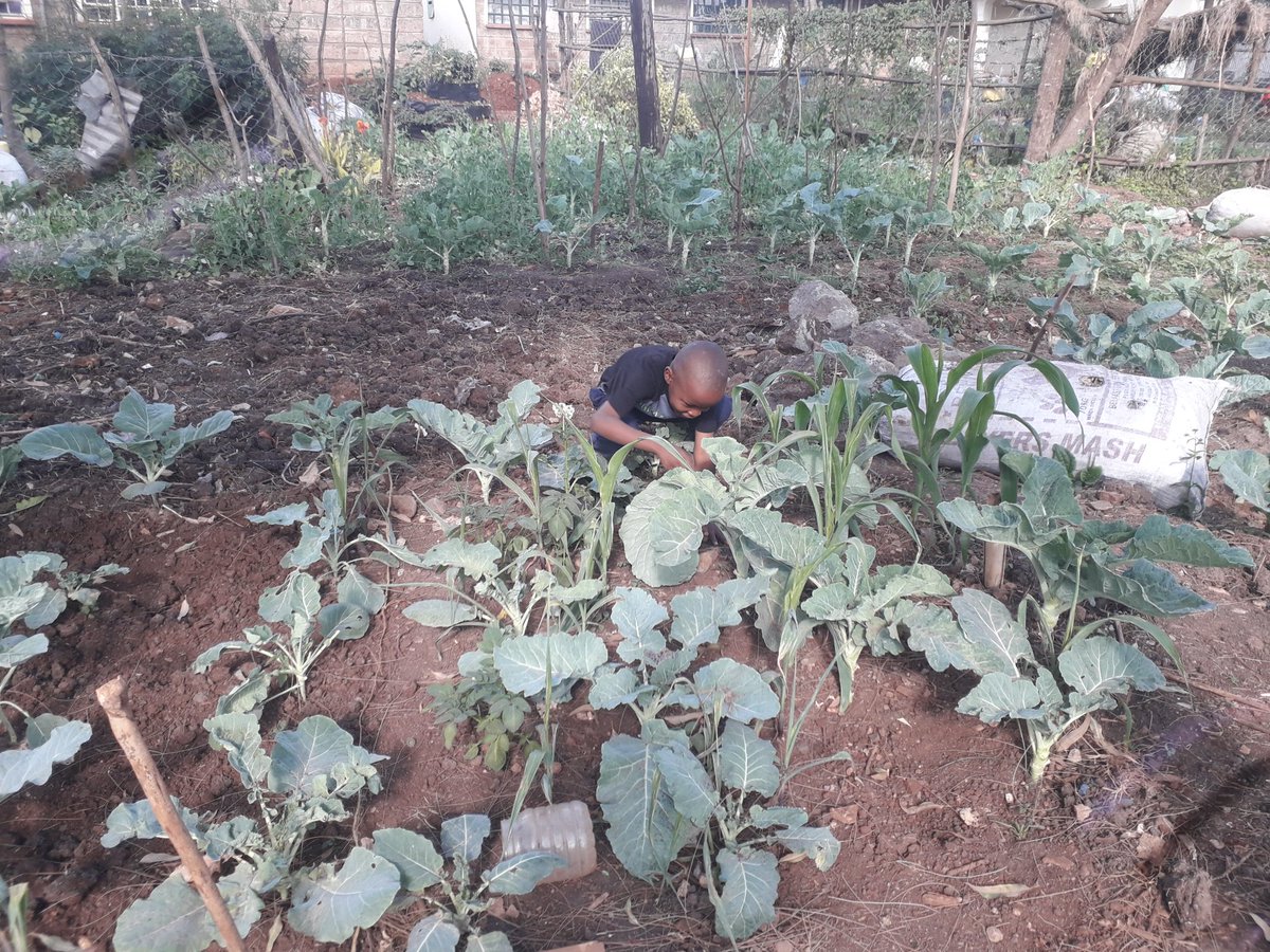 Sustainable Vegetable Initiative turns urban spaces to organic gardens, enhancing soil health/training communities. Children learn to grow/harvest vegetables like kales, taking them home to their families, promoting sustainability/providing nutritious food.