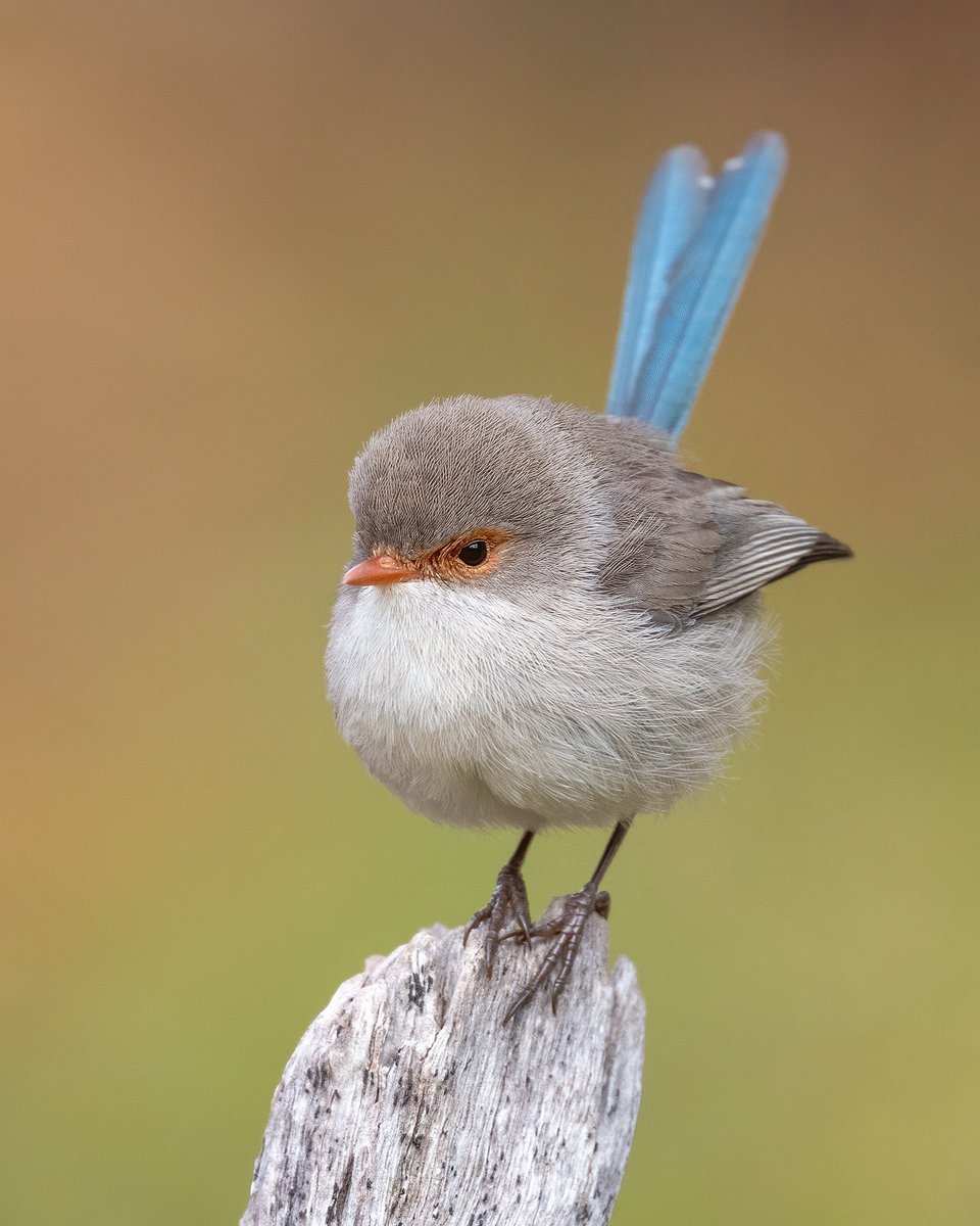 Liberta Cherguia 🇪🇺 (@mbarkcherguia) on Twitter photo Meet the fierce little queen of the bush! This female Splendid Fairywren might look tiny & fluffy, but don’t let that fool you—she’s a symbol of strength & resilience. Her soft grey plumage contrasts beautifully with that striking blue tail.
📷: <a href="/naidu_kumpatla/">Naidu KUMPATLA</a> (Instagram) ©️🇦🇺 Meet the fierce little queen of the bush! This female Splendid Fairywren might look tiny & fluffy, but don’t let that fool you—she’s a symbol of strength & resilience. Her soft grey plumage contrasts beautifully with that striking blue tail.
📷: <a href="/naidu_kumpatla/">Naidu KUMPATLA</a> (Instagram) ©️🇦🇺