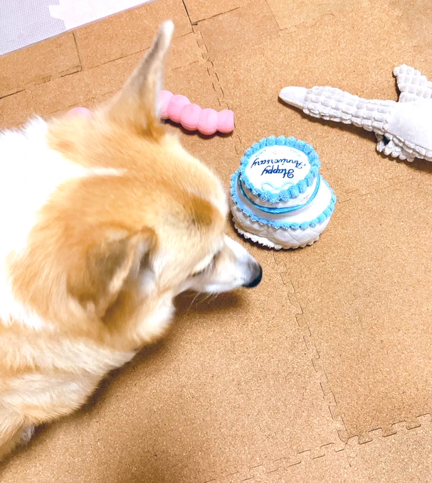 おもちゃ持ってこないで。寝床に戻って。 
