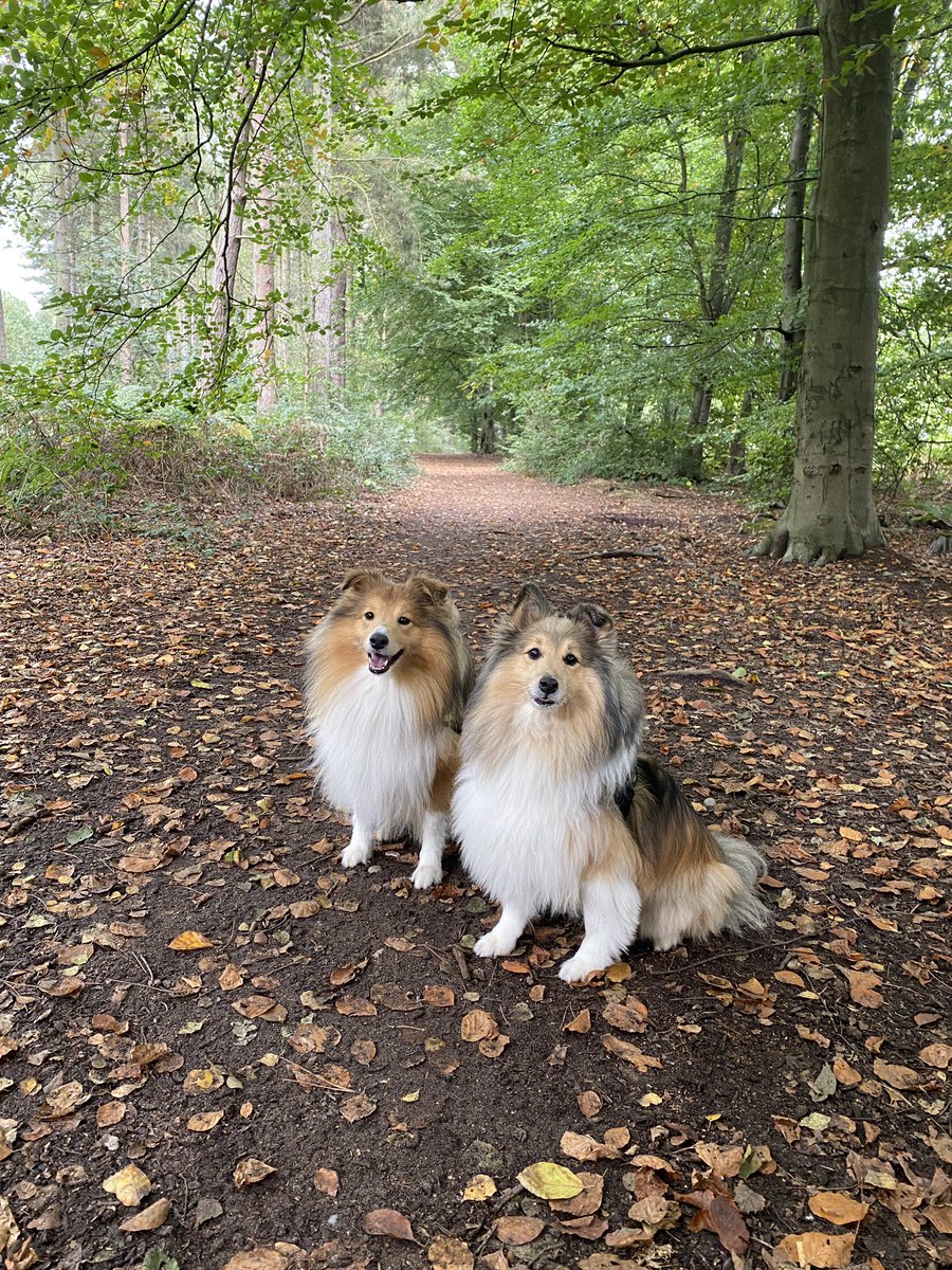DadWoodys's tweet photo. Walk around the woods at #walesby in #northnotts today with these pair. https://t.co/d15Aea6LPc