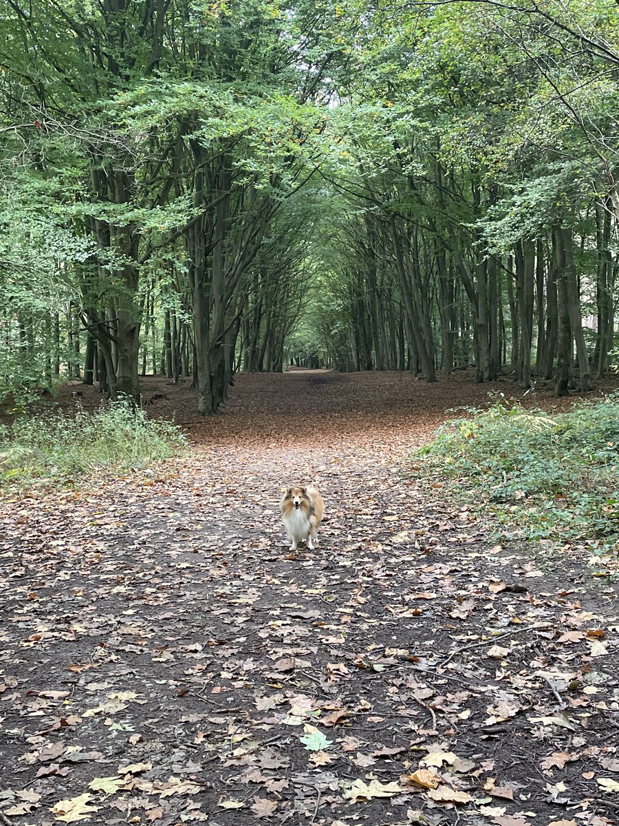 DadWoodys's tweet photo. Walk around the woods at #walesby in #northnotts today with these pair. https://t.co/d15Aea6LPc