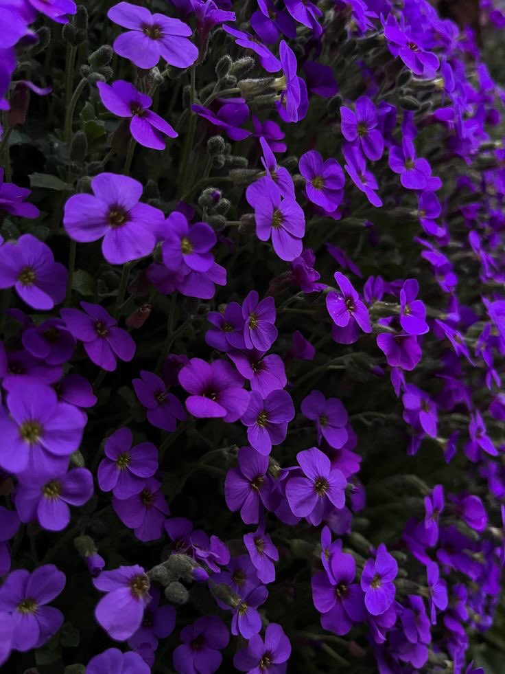 violettweets_'s tweet photo. violet flowers. https://t.co/c9l8NaJvmg