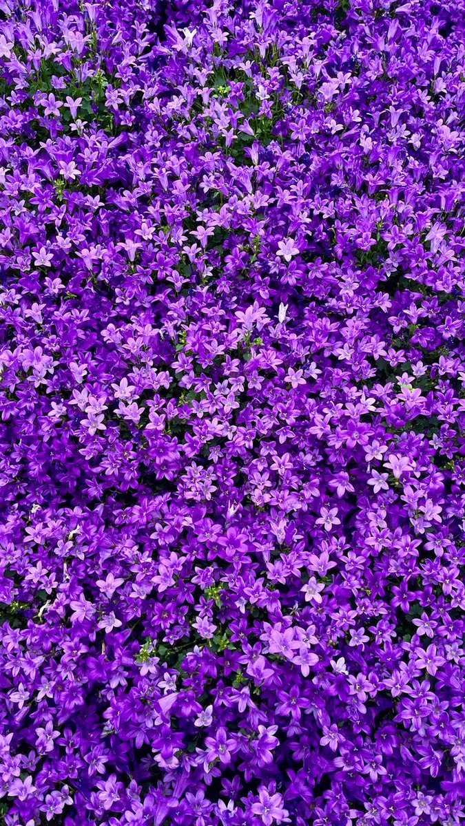 violettweets_'s tweet photo. violet flowers. https://t.co/c9l8NaJvmg