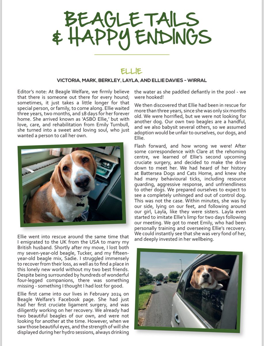 Beagle Welfare tweet media