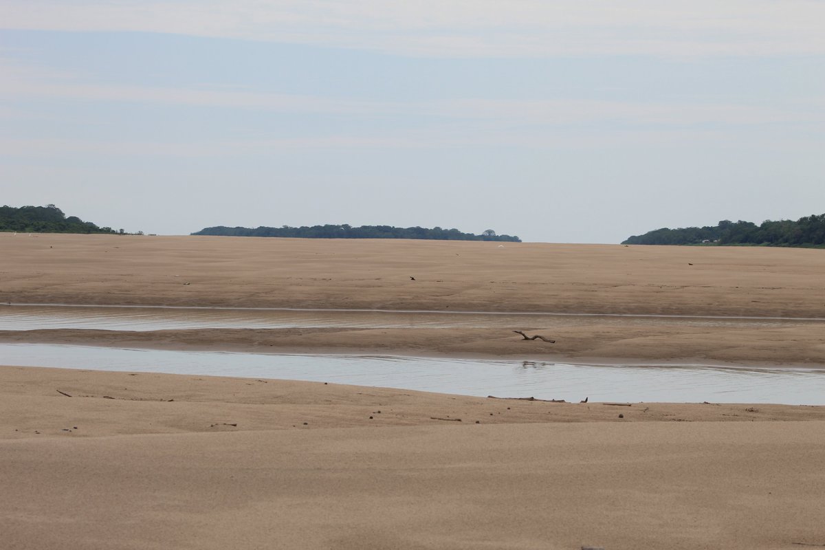 The largest drought in the Amazon

Twitter is back to Brazil after 40 days, and meanwhile the largest drought ever took place in most of Amazonia

Thousands of local people are now isolated, without access to water and food. Where is the humanitarian aid that doesn't arrive?