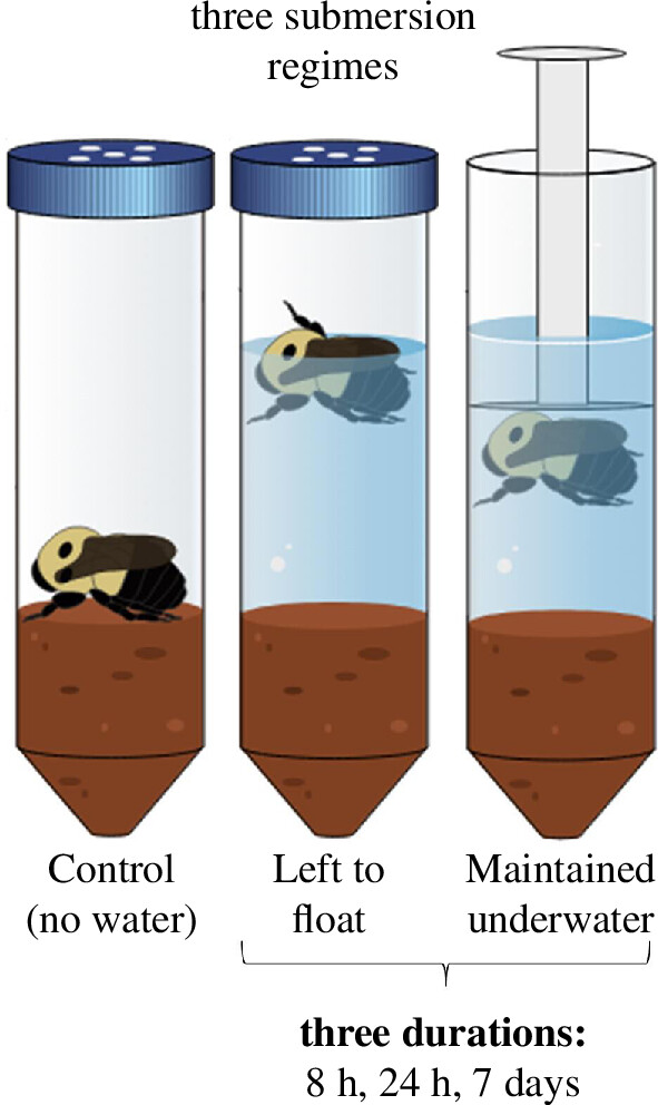 Royal Society Publishing (@rsocpublishing) on Twitter photo Hibernating bumblebee queens can survive up to a week underwater. Read the full #BiologyLetters paper here: ow.ly/W2nk50RqRum 
#diapause #bumblebees #ecology Hibernating bumblebee queens can survive up to a week underwater. Read the full #BiologyLetters paper here: ow.ly/W2nk50RqRum 
#diapause #bumblebees #ecology