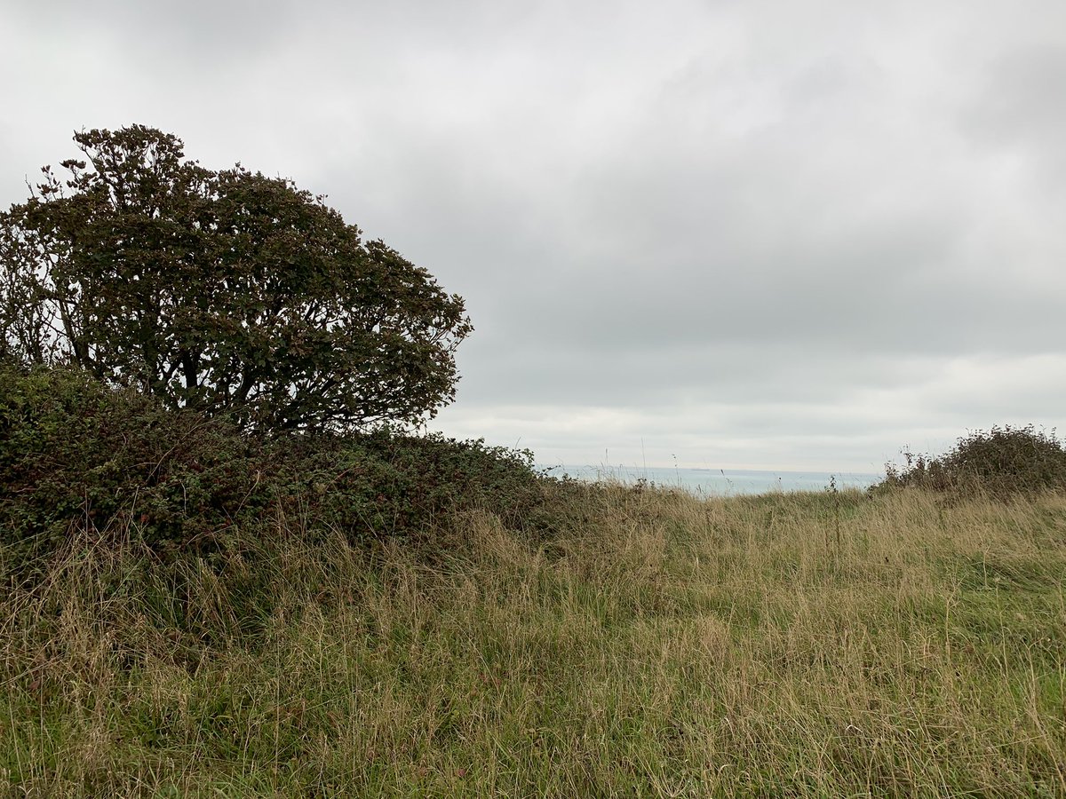 Back where it all started. 30 years ago today a Radde’s Warbler flew out of these cliff top bushes in front of Ian Ball and myself. Tony Greenland was the only person who managed to see it. These were the days of running to a phone box to get the news out!