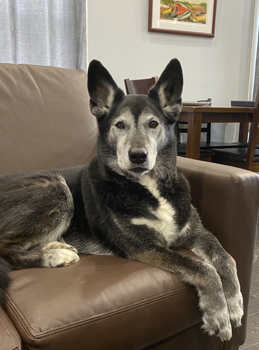 This beautiful majestic creature climbed up on my lap and made herself comfortable.  Less than ten minutes later, my upper torso is covered in cold slimy drool.  At least I can be sure she’s sufficiently hydrated.