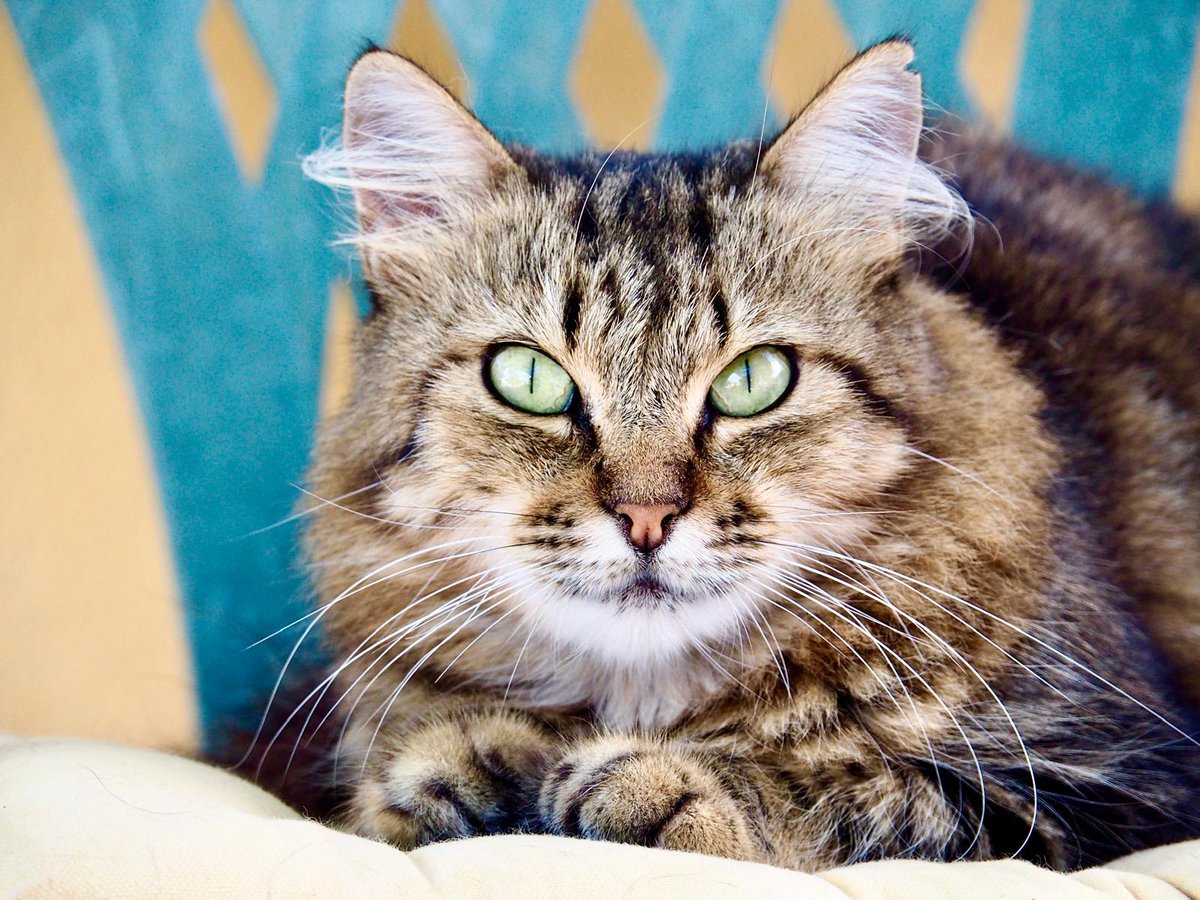 El gobierno de #Canarias quiere asesinar a sus gatos. 

¡El método CER es la solución! 🐾

<a href="/PresiCan/">Presidencia GobCan</a> @ecologicagobcan <a href="/Marianohzapata/">Mariano H. Zapata</a>

#LosGatosDeCanariasNoSeTocan