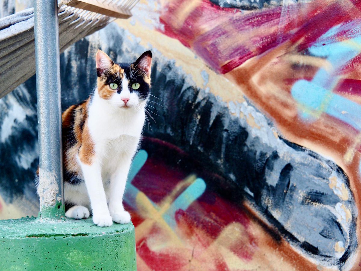 Por una gestión ética de las colonias! 

¡El método CER es la solución! 🐾

<a href="/PresiCan/">Presidencia GobCan</a> @ecologicagobcan <a href="/Marianohzapata/">Mariano H. Zapata</a>

#LosGatosDeCanariasNoSeTocan