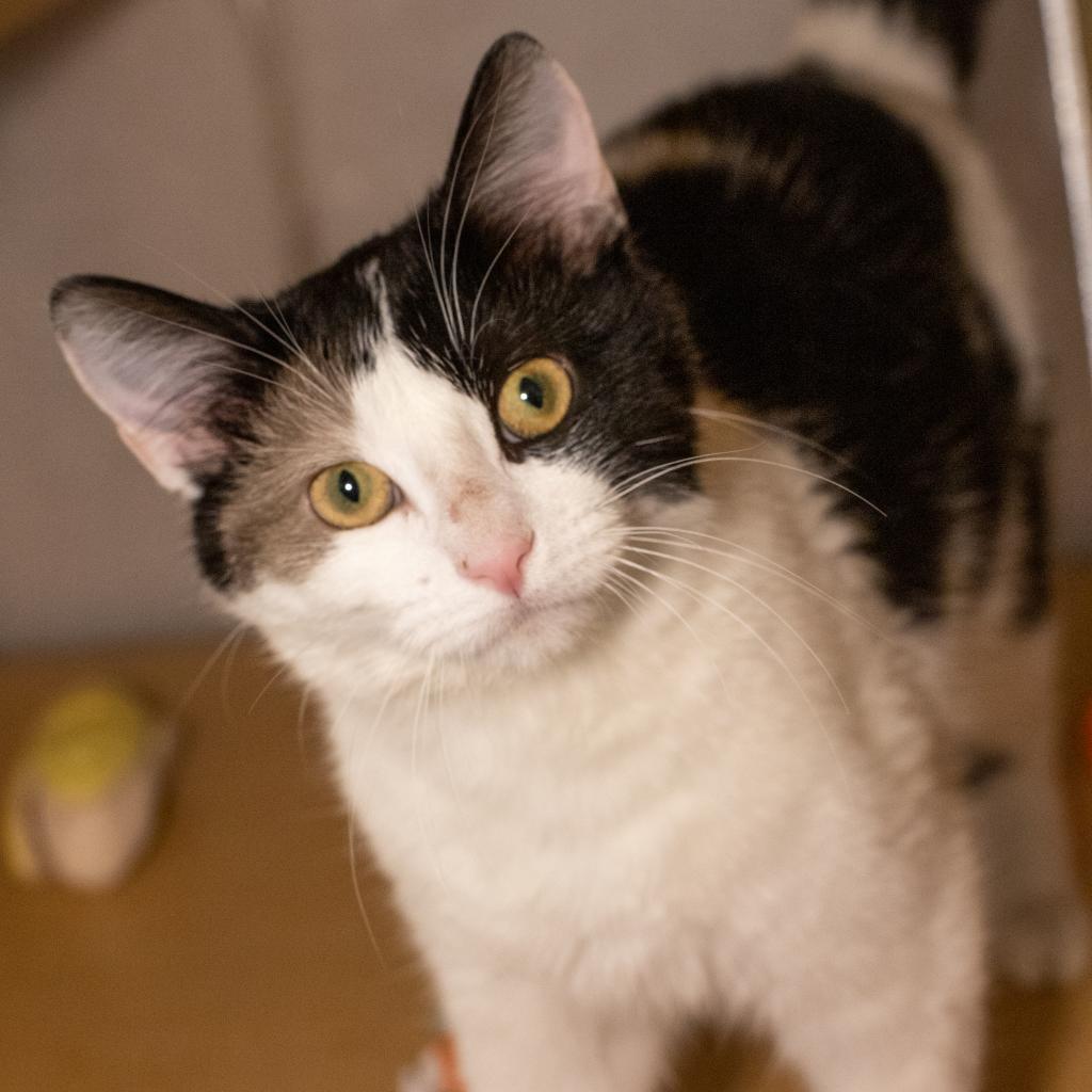 SICSA Pet Adoption and Wellness Center (@sicsa) on Twitter photo Vote & Help Pets In Need! - mailchi.mp/sicsa.org/sics… Vote & Help Pets In Need! - mailchi.mp/sicsa.org/sics…