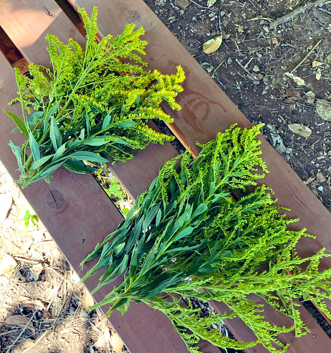 musique_sympa's tweet photo. ネイティブ・アメリカンの重要な薬草
〈セイタカアワダチソウ〉🌿

薬毒、公害毒、ステロイドの排出を促す強力な薬草

𖥧𖧧酵素がたっぷりの蕾は入浴剤に
𖥧𖧧花が咲いてる物は芳香蒸留水やお茶に

セイタカアワダチソウ風呂の詳しいやり方はこちらが分かりやすいです↓
https://t.co/4Pp6yCE8qX https://t.co/qcGznwR9yA