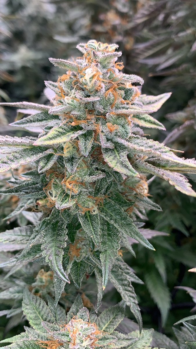 Kerosene Karen <a href="/DutchPassion_/">Dutch Passion</a>