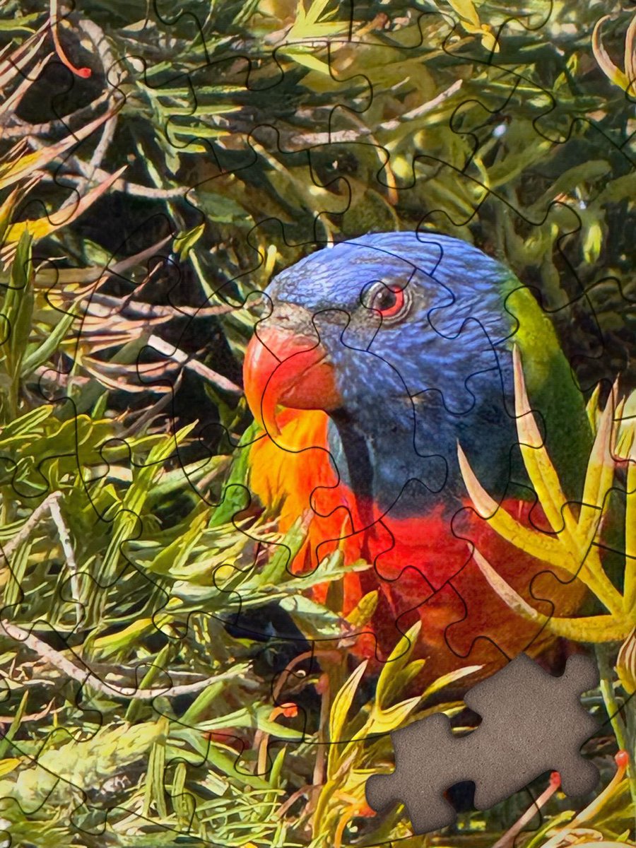 r_jon4's tweet image. #rainbowlorrikeet #bird #nature #puzzle 🌏🧩❤️🌻
