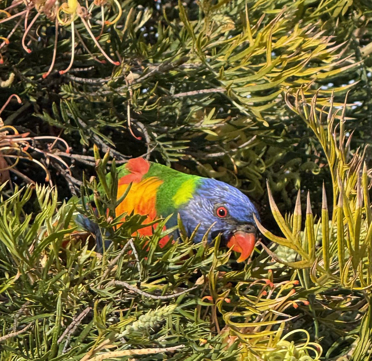 r_jon4's tweet image. #rainbowlorrikeet #bird #nature #puzzle 🌏🧩❤️🌻