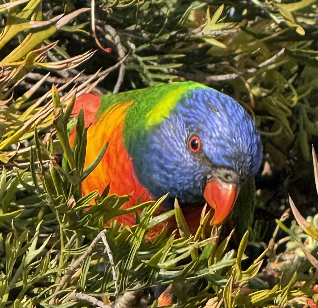 r_jon4's tweet image. #rainbowlorrikeet #bird #nature #puzzle 🌏🧩❤️🌻