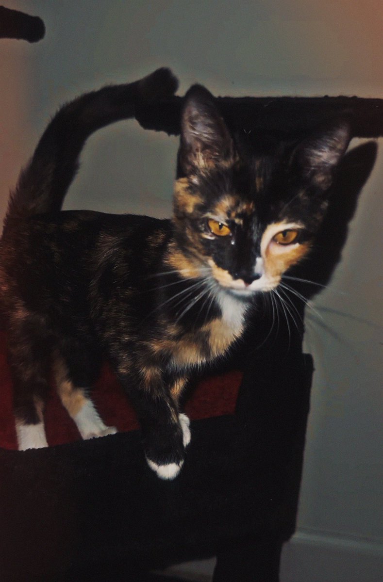 GlamGothBeauty's tweet photo. my new kitten looks like she’s part cheetah, tiger, &amp; panther ugh omg and the EYES 😭💛 https://t.co/Pjv5yo1yHY