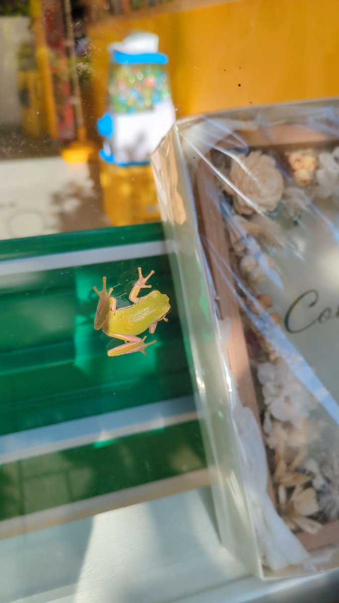 gigaelk's tweet photo. Wasn't expecting to see this little guy just hanging out in the streets. Waiting for the sandwich shop to open I guess.

#frog #tokyo https://t.co/fxinKHPlUh