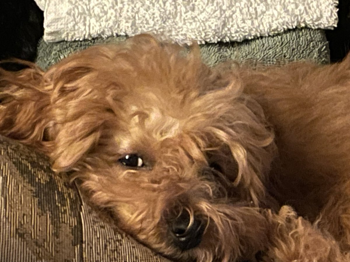 7 Days Of Smiles tweet media