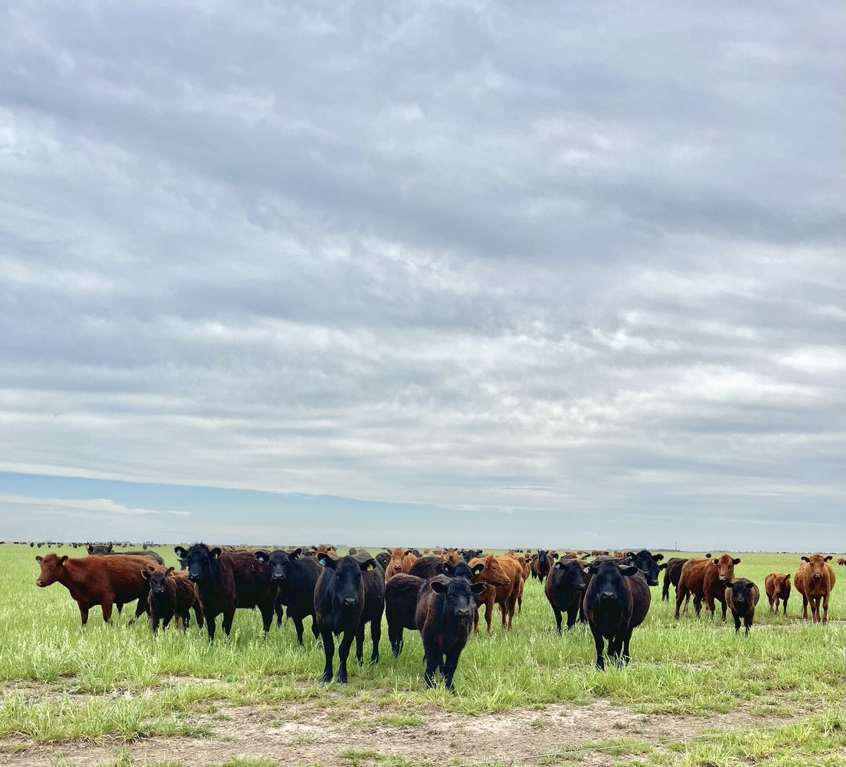 AgustinQuattro's tweet photo. Rodeo de segundo servicio de IATF con terneros hijos de #MushrushRedAngus Topper , se volvió a inseminar con la misma genética. https://t.co/y1XyLUjzTj