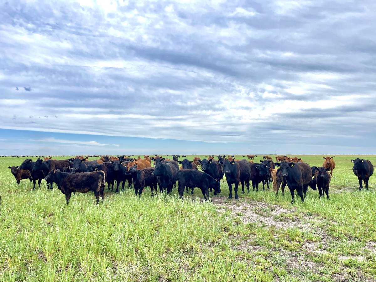 AgustinQuattro's tweet photo. Rodeo de segundo servicio de IATF con terneros hijos de #MushrushRedAngus Topper , se volvió a inseminar con la misma genética. https://t.co/y1XyLUjzTj