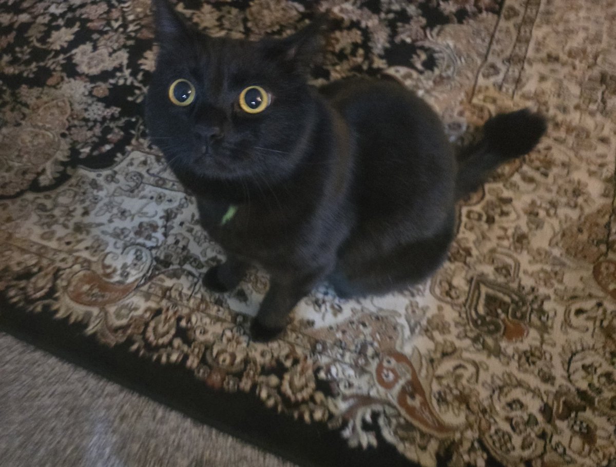 Hey ya'll enjoy cats and stuff right?

Twitch.tv/CidO