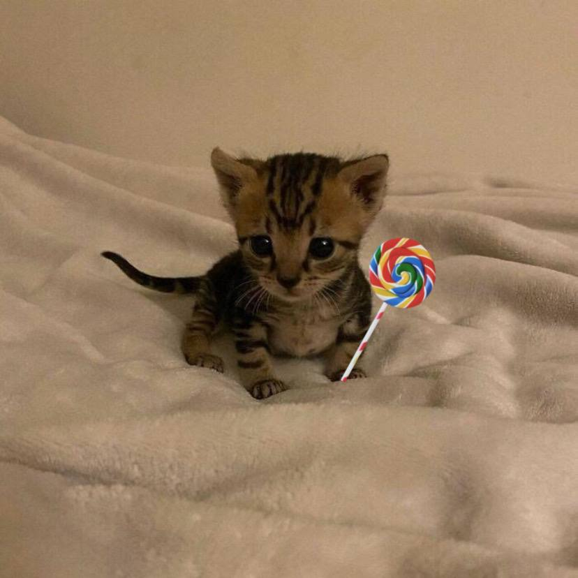 bobbycatonsol's tweet photo. i eat lollipops when i get hungry https://t.co/cKycPWYDIZ