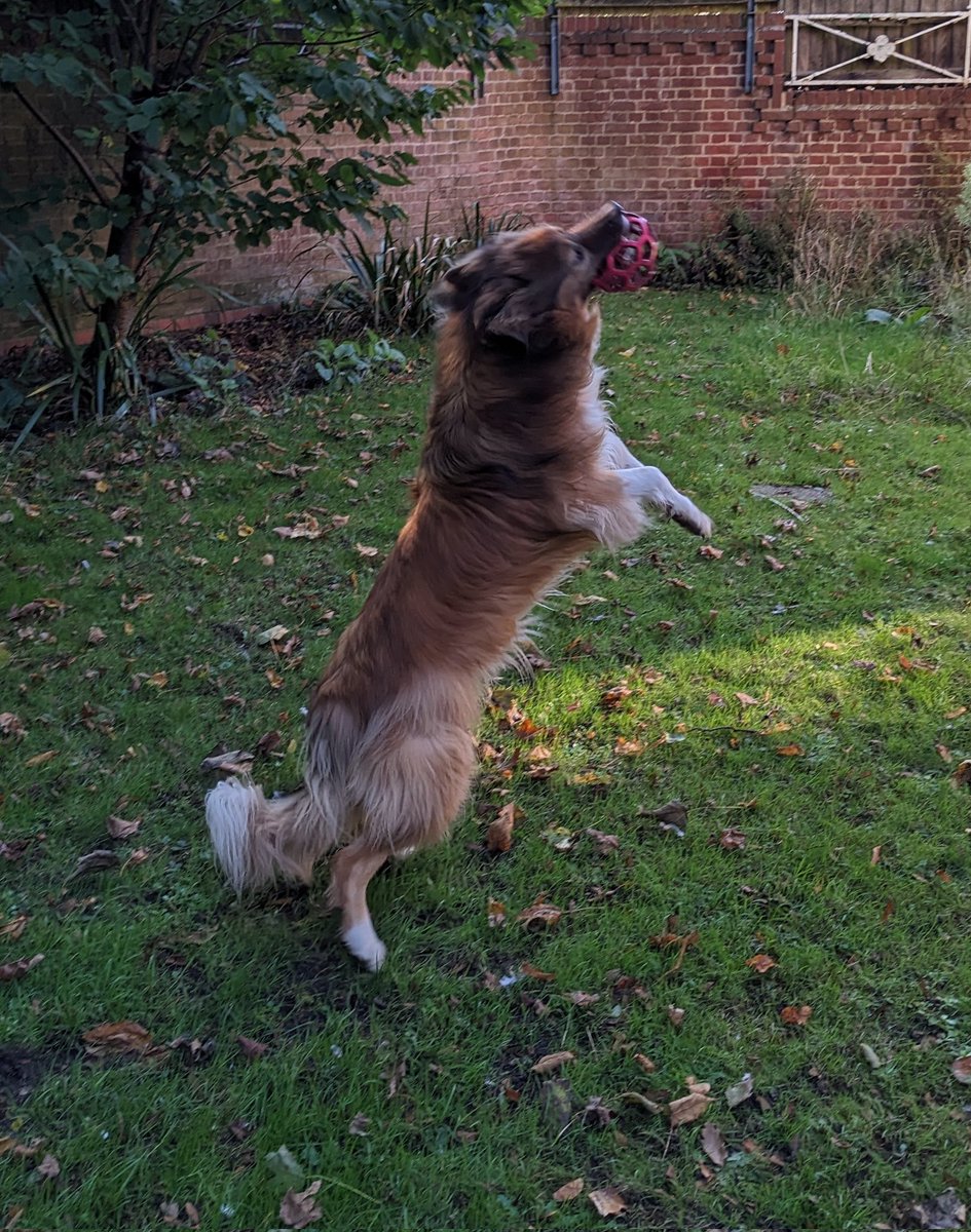 CamasTheCollie's tweet image. Helping Fiona in the garden. She tells Martin that the skid marks I make chasing balls 'aerate' the lawn. 🐾🐾⚽😏
#BorderCollie
#GardenGames
#Coconspirators
#MondayMotivation