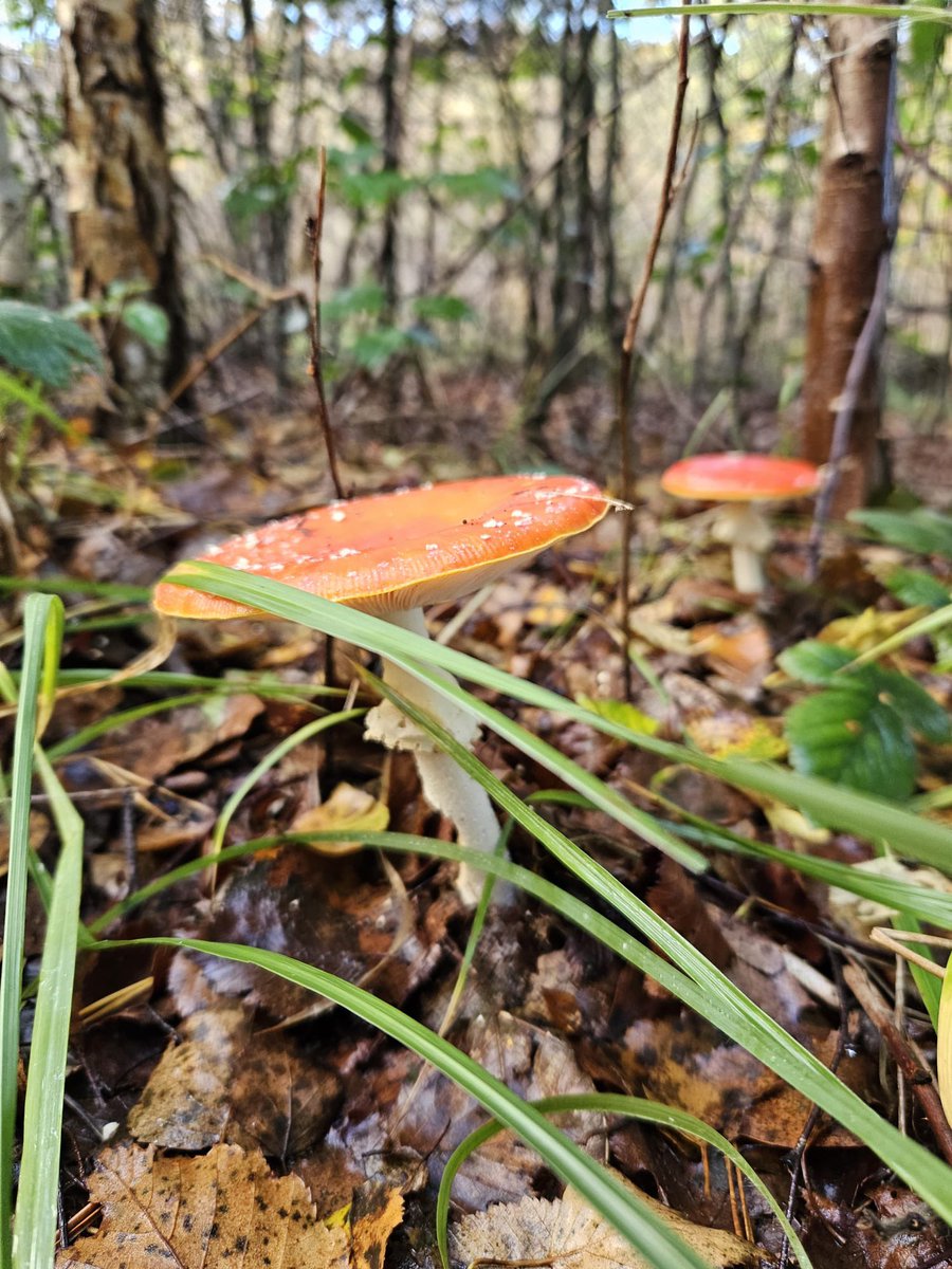 hefje's tweet image. Eind van de dag rondje hoofd leegmaken slowtrail! Beetje blubberig maar das juist fijn 🙃 Zo de zonsondergang tegemoet 😊
@loopmaatjes @hardloopvriend #nevernotrunning #running #trail #slowtrail