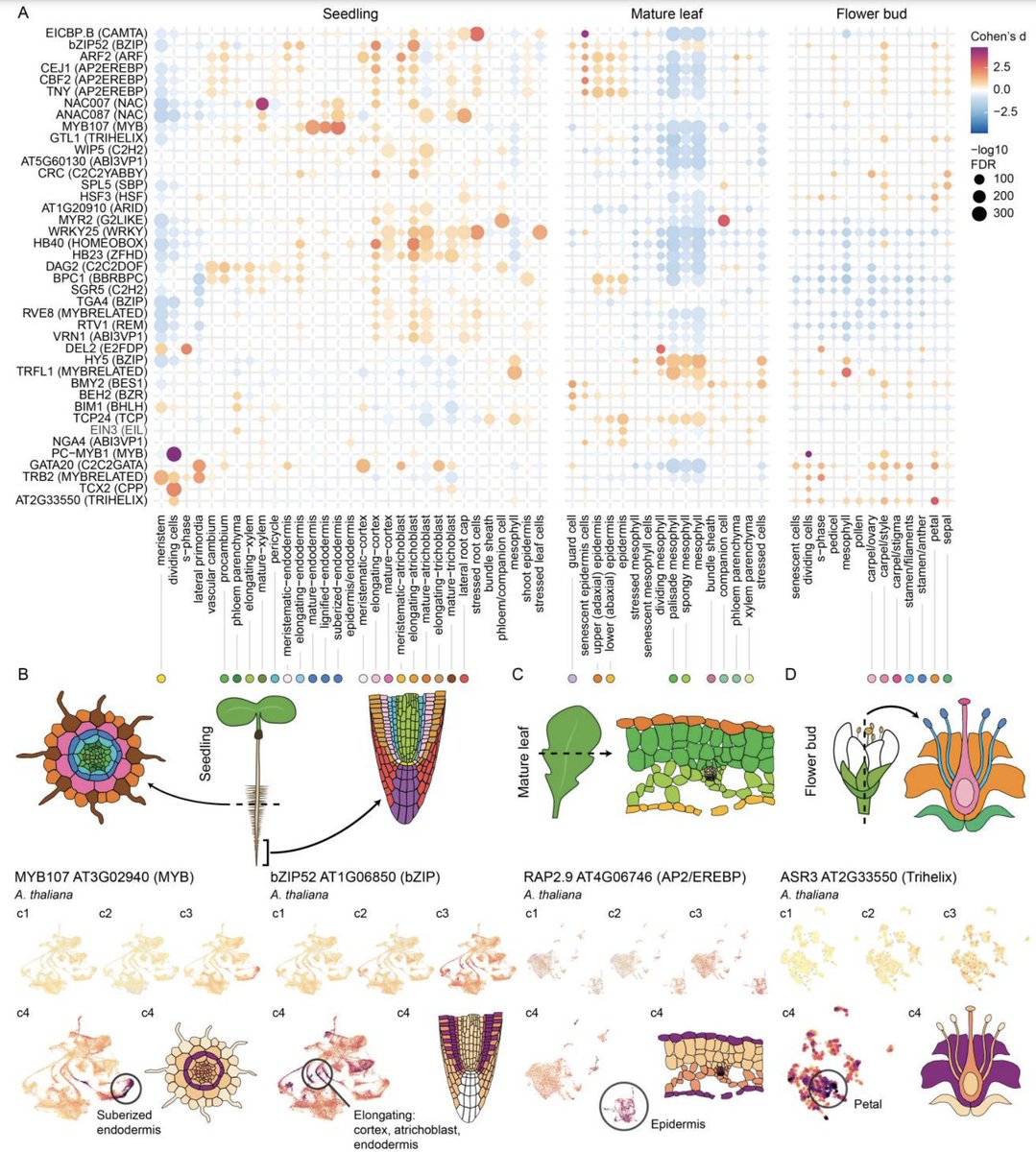 Sunil K. Kenchanmane Raju (@sunil_kumarkr) on Twitter photo Just spotted this preprint after being blown away by the incredible work presented by <a href="/abramocruz/">Abraham Morales-Cruz</a> at the @EeobUcr <a href="/UCRiverside/">UC Riverside</a> seminar last week!
Transcription Factor Binding Site atlas and #CellType Resolved #GeneRegulatory Landscape biorxiv.org/content/10.110… Just spotted this preprint after being blown away by the incredible work presented by <a href="/abramocruz/">Abraham Morales-Cruz</a> at the @EeobUcr <a href="/UCRiverside/">UC Riverside</a> seminar last week!
Transcription Factor Binding Site atlas and #CellType Resolved #GeneRegulatory Landscape biorxiv.org/content/10.110…