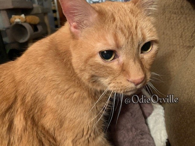 THE Odie Bob Orville 😺 tweet media