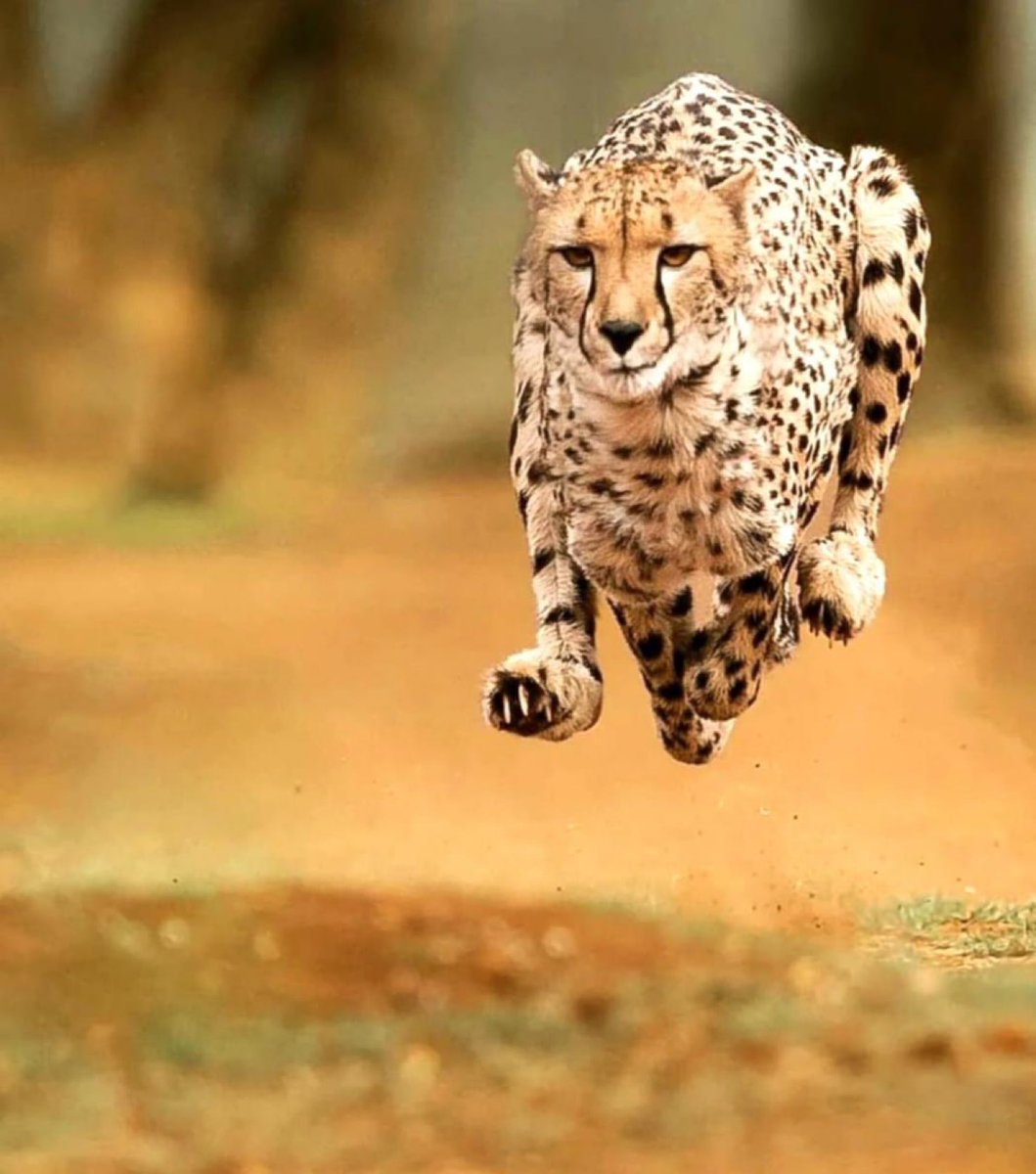 Naji_alt's tweet photo. “Focused and fierce, the cheetah becomes one with the wind as it races across the savanna.”🐆 https://t.co/RHyUYKV4YO