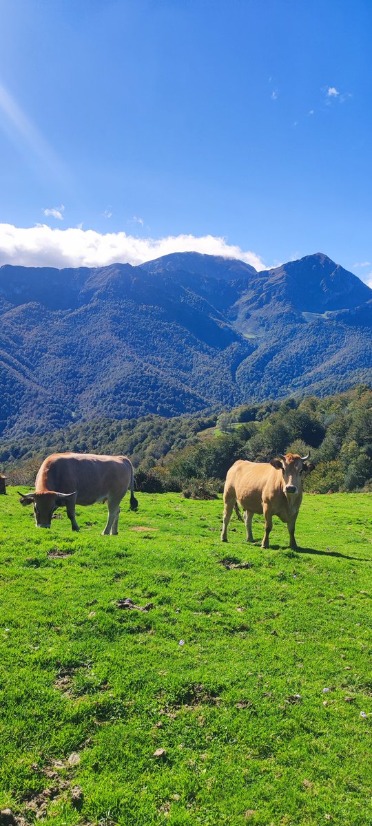 MotoresRepechin's tweet image. Ponga en su agenda #Ponga @RutasxAsturias @TurismoAsturias @TurAsturiasPro