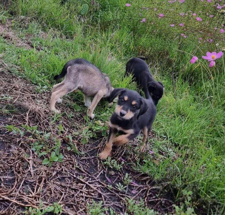 Si nadie recibe a estas tres bebés o al menos a una van a terminar en la calle

Si alguien puede darle ht a alguna yo voy personalmente a tomarles fotos para que se adopten pronto

Están en edomex pero el traslado está cubierto 

Si tú puedes escribe al +52 55 4794 6440