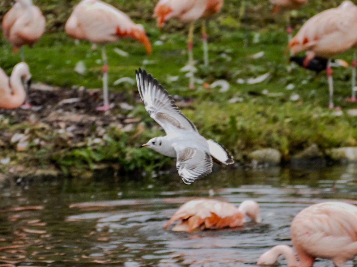 Gull photobombing human 2’s pic of the flamingoes <a href="/WWTMartinMere/">WWT Martin Mere</a>