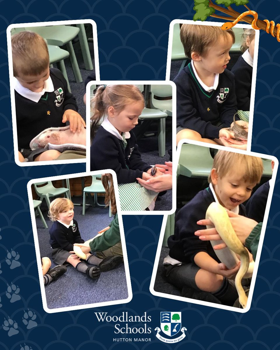 Hutton Manor School tweet media