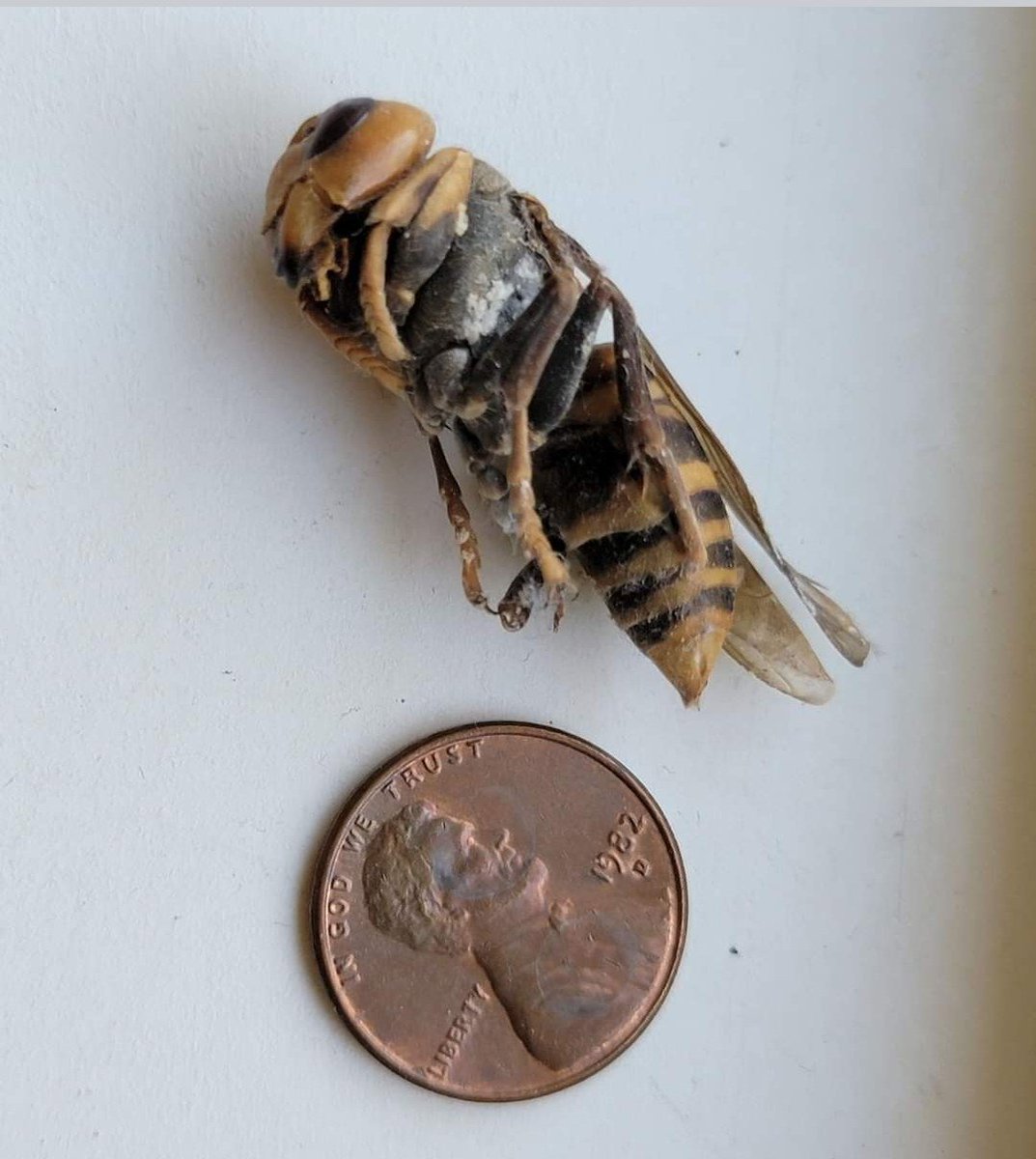 TheImpactTVW's tweet photo. Wow - after two years with no giant hornet detections @WSDA is investigating a possible specimen reportedly found in the window sill of a house in the Burley area.  Here is the contributed photo of the insect still awaiting physical inspection for confirmation.  #hornets https://t.co/pLzgF7bPeY