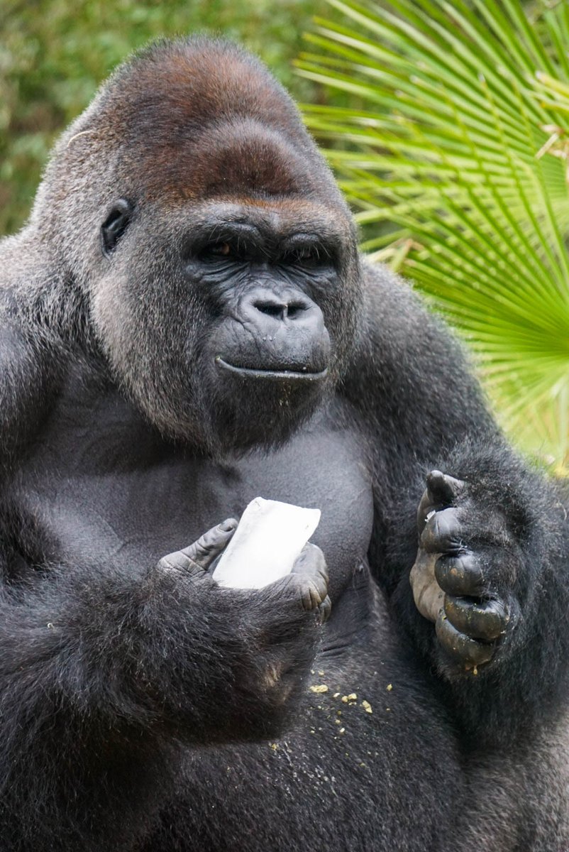 You’ve never seen a happier case of brain freeze! 😊🧊🦍

Bangori the Western lowland gorilla loves ice cubes! His keepers sometimes freeze his favorite food items in small blocks of ice as a source of novel enrichment for the big, intelligent fellow!

📸: Keeper Ariel