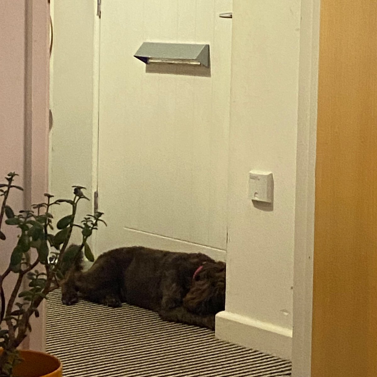 hedluv's tweet image. dog on draught excluding duties