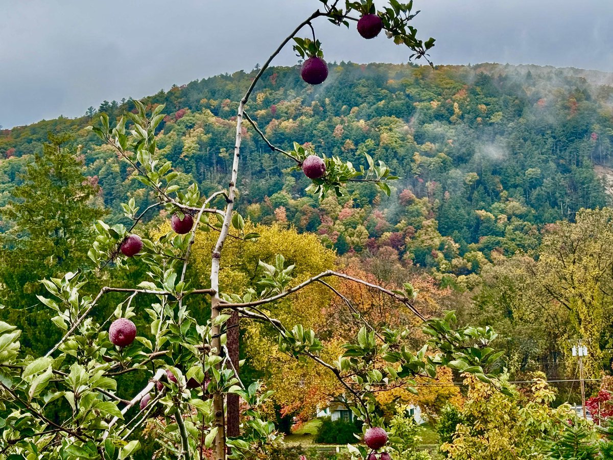 NYCRobyn's tweet image. Apple picking and fall foliage #intheberkshires @WNYT @PaulCaiano @Radar_Reid @christinatalamo @JaniceHuff4ny @Raphael4NY @StormTeam4NY #fallfoliage 🍎