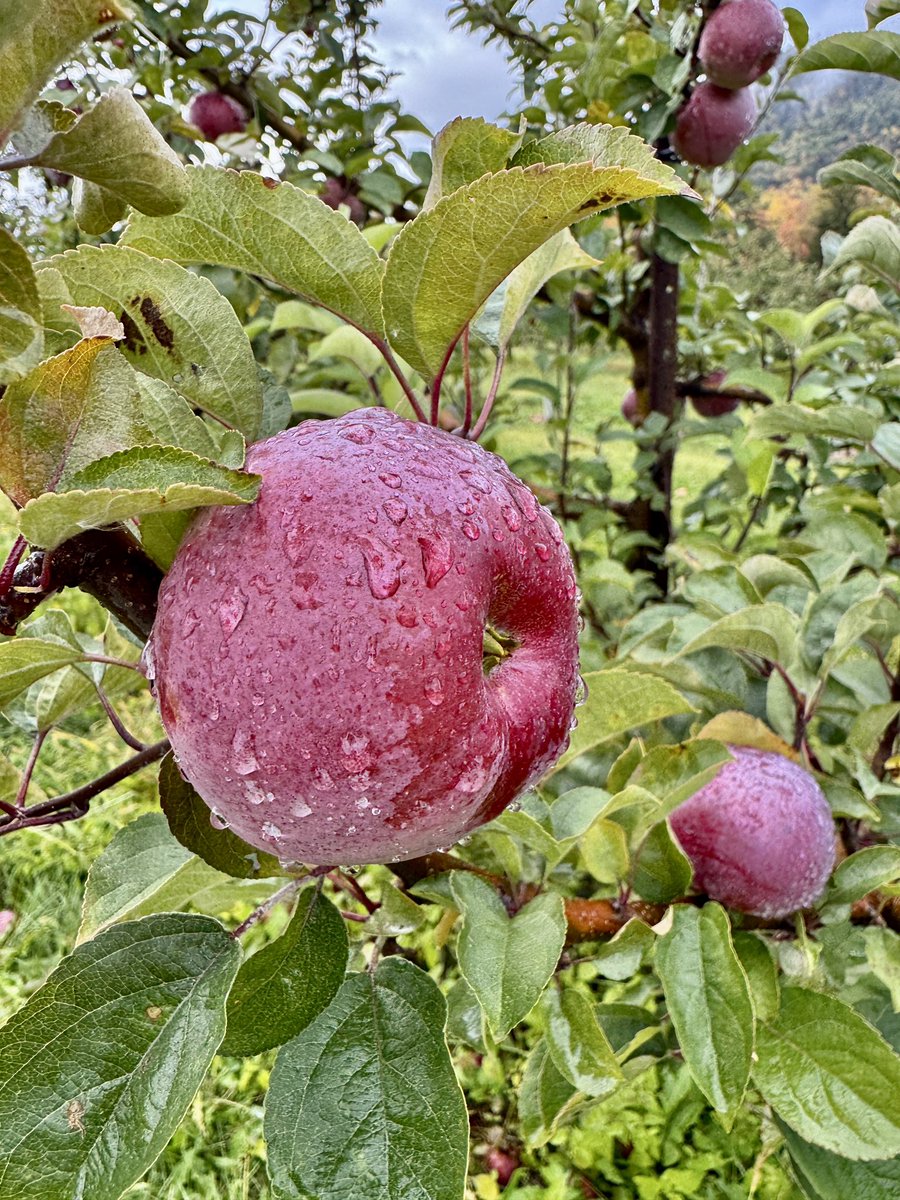 NYCRobyn's tweet image. Apple picking and fall foliage #intheberkshires @WNYT @PaulCaiano @Radar_Reid @christinatalamo @JaniceHuff4ny @Raphael4NY @StormTeam4NY #fallfoliage 🍎