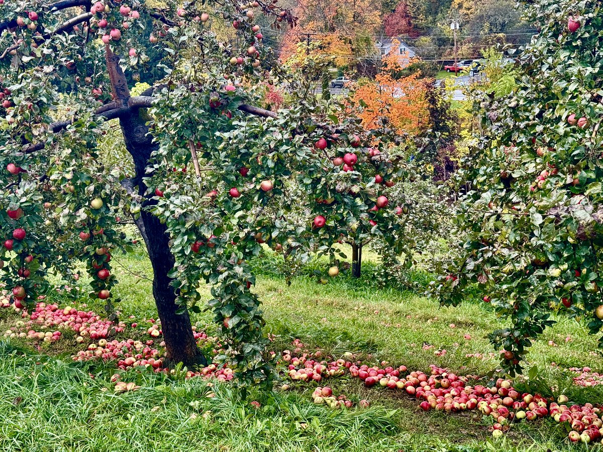 NYCRobyn's tweet image. Apple picking and fall foliage #intheberkshires @WNYT @PaulCaiano @Radar_Reid @christinatalamo @JaniceHuff4ny @Raphael4NY @StormTeam4NY #fallfoliage 🍎