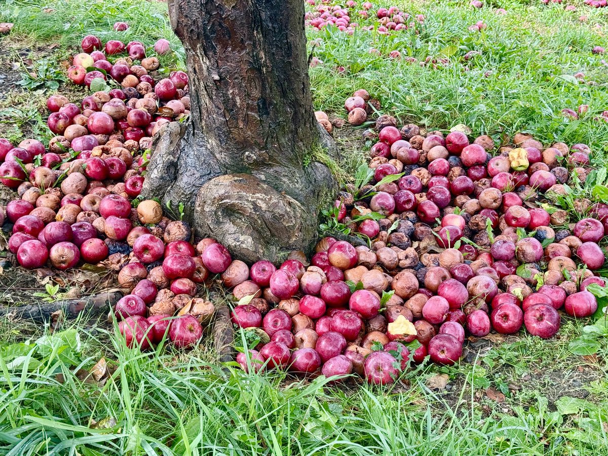 NYCRobyn's tweet image. Apple picking and fall foliage #intheberkshires @WNYT @PaulCaiano @Radar_Reid @christinatalamo @JaniceHuff4ny @Raphael4NY @StormTeam4NY #fallfoliage 🍎