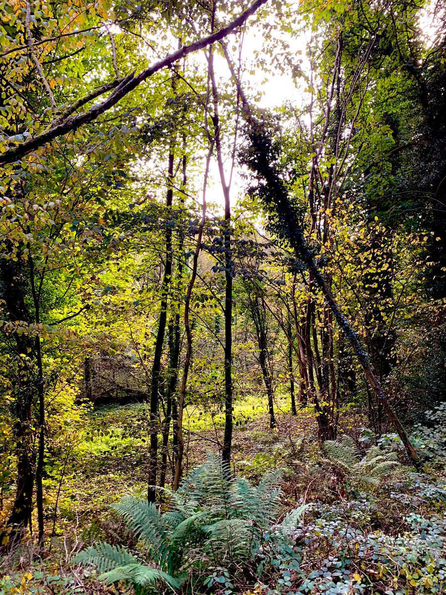 A great day of activities in Glossop, first a walking commute, then the potter in the park with an exercise to connect with nature, then meeting with George from the running charity, then the ladies walking group and finally a run with friends! 35,000+ steps of great outdoors